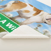 Hund mit Lüster Sherpadecke (3/4)