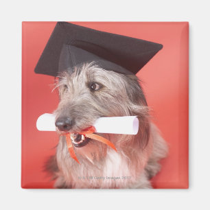 Hund mit Mortarboard und Diplom Magnet