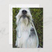 Hund mit Mundleash Postkarte (Vorne/Hinten)