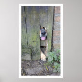 Hund mit Nase durch Loch in Zaun Poster (Vorne)