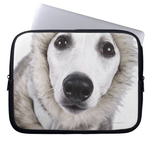 Hund mit Pelzmantel, Studio-Shot Laptopschutzhülle (Vorderseite)