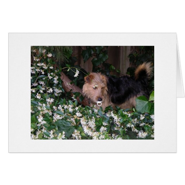 Hund mit Schnuller (Vorderseite (Horizontal))