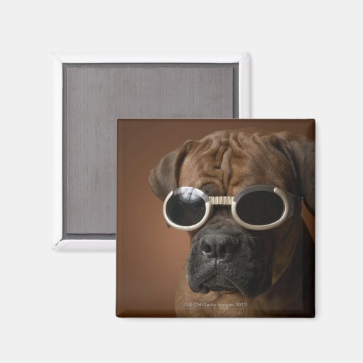 Hund mit Sonnenbrille Magnet (Vorderseite/Rückseite)