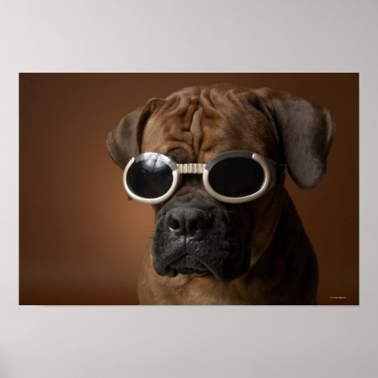 Hund mit Sonnenbrille Poster (Vorne)