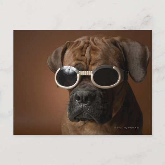 Hund mit Sonnenbrille Postkarte (Vorderseite)