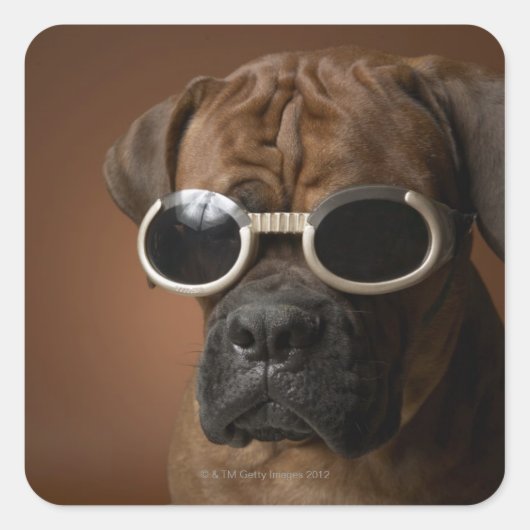 Hund mit Sonnenbrille Quadratischer Aufkleber (Vorderseite)