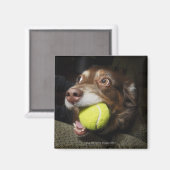 Hund mit Tennisball Magnet (Vorderseite/Rückseite)