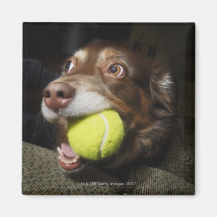 Hund mit Tennisball Magnet