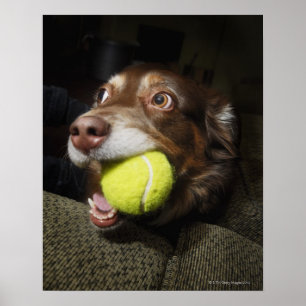 Hund mit Tennisball Poster