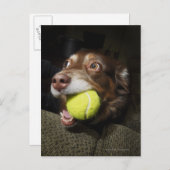 Hund mit Tennisball Postkarte (Vorne/Hinten)