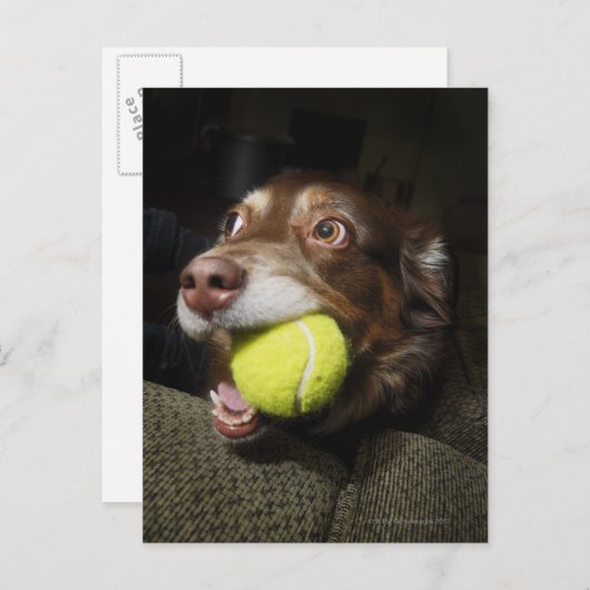 Hund mit Tennisball Postkarte (Vorne/Hinten)