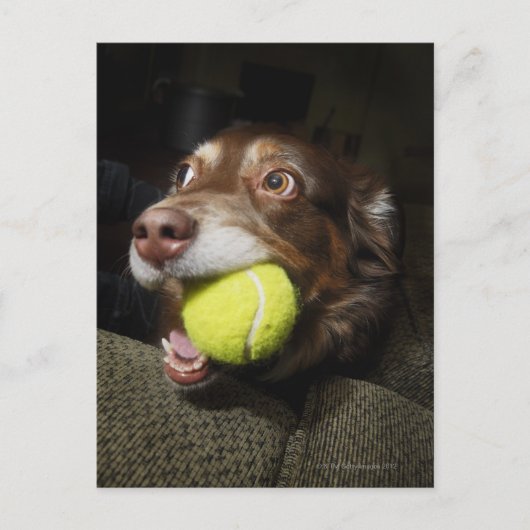 Hund mit Tennisball Postkarte (Vorderseite)
