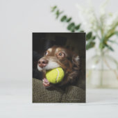 Hund mit Tennisball Postkarte (Stehend Vorderseite)