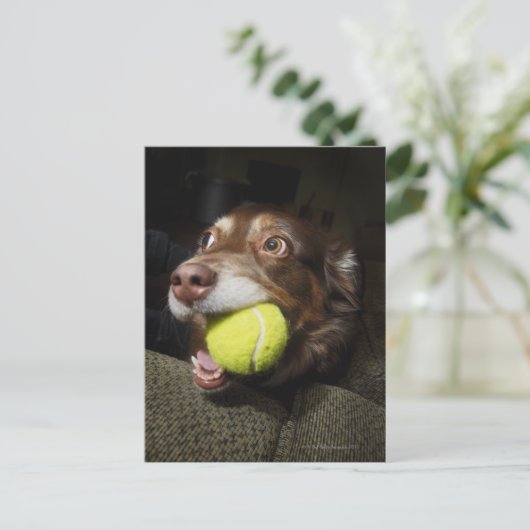 Hund mit Tennisball Postkarte (Stehend Vorderseite)