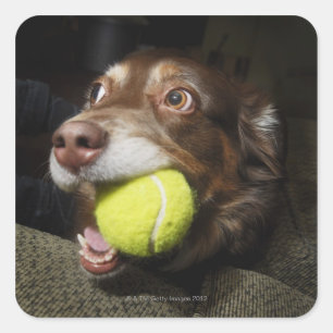 Hund mit Tennisball Quadratischer Aufkleber