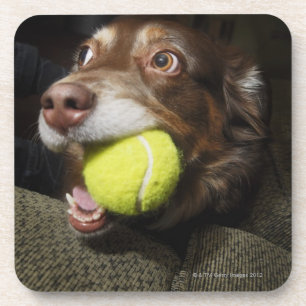 Hund mit Tennisball Untersetzer