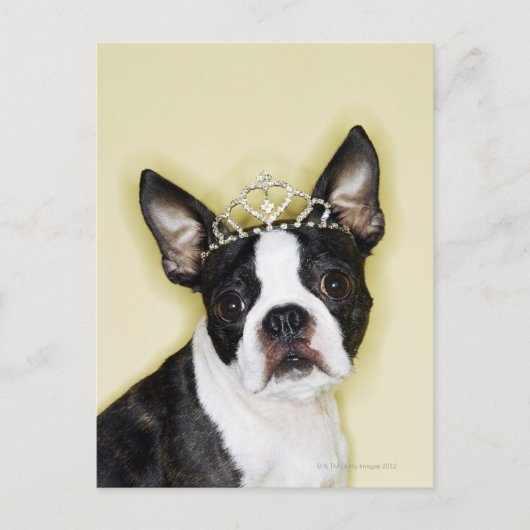Hund mit Tiara Postkarte (Vorderseite)
