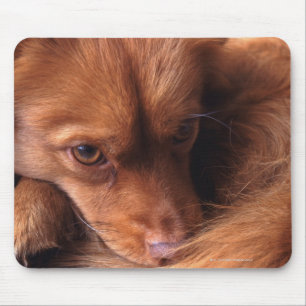 Hund Mousepad