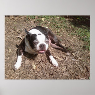 Hund müde von Sommer Ken Gage Fotografie Poster