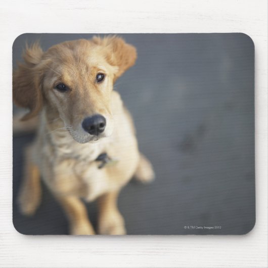 Hund nach oben, nah-up mousepad (Vorne)