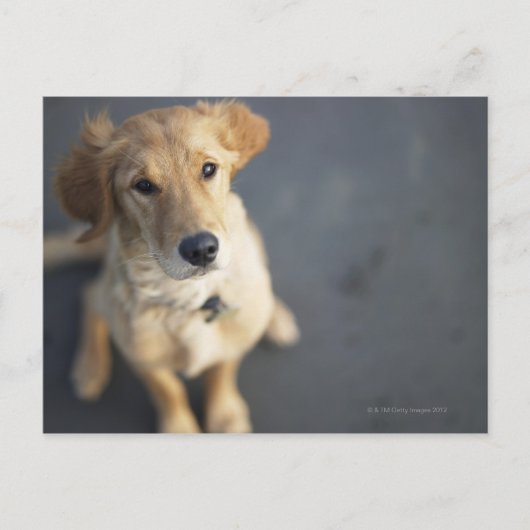 Hund nach oben, nah-up postkarte (Vorderseite)