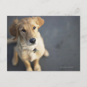 Hund nach oben, nah-up postkarte
