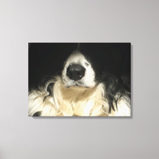 Hund nah leinwanddruck (Vorderseite)