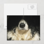 Hund nah postkarte (Vorne/Hinten)
