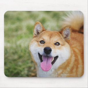 Hund, Nahaufnahme Mousepad