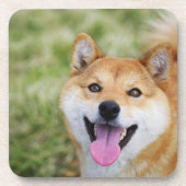 Hund, Nahaufnahme Untersetzer (Vorderseite)