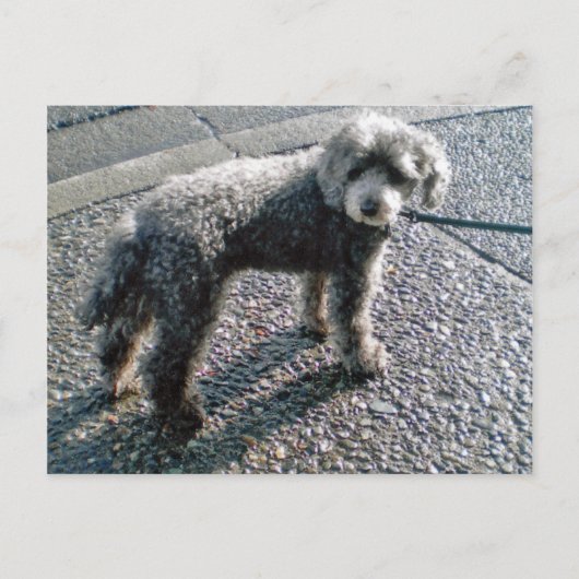 Hund namens Louis Postcard Postkarte (Vorderseite)