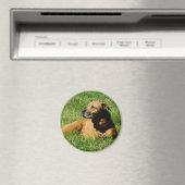 Hund, Pillbulle/Boxermischung Magnet (In Situ (Geschirrspüler))