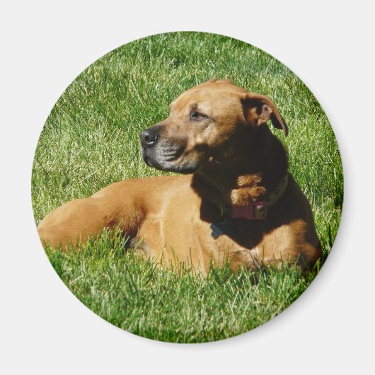 Hund, Pillbulle/Boxermischung Magnet (Vorne)