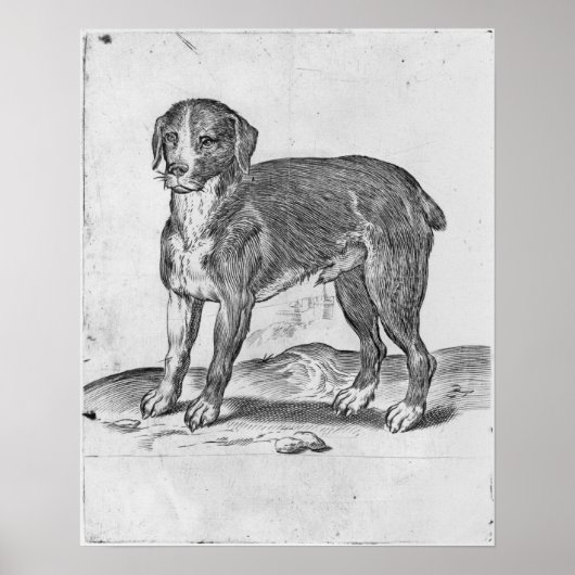 Hund Poster (Vorne)