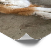Hund Poster (Ecke)