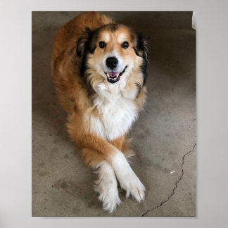 Hund Poster
