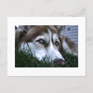 Hund Postkarte
