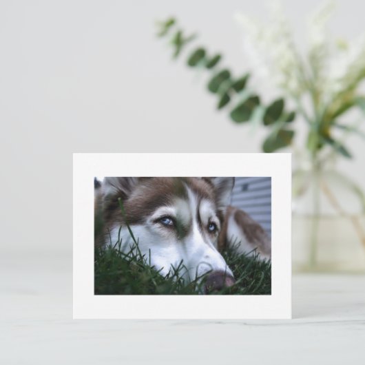 Hund Postkarte (Stehend Vorderseite)