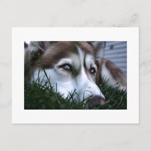 Hund Postkarte (Vorderseite)