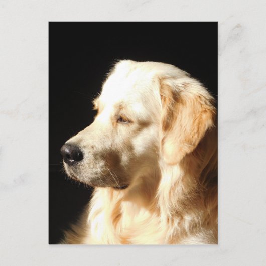 hund postkarte (Vorderseite)