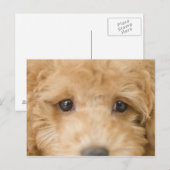 Hund Postkarte (Vorne/Hinten)