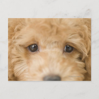 Hund Postkarte