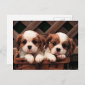 Hund Postkarte (Vorne/Hinten)