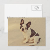 Hund Postkarte (Vorne/Hinten)