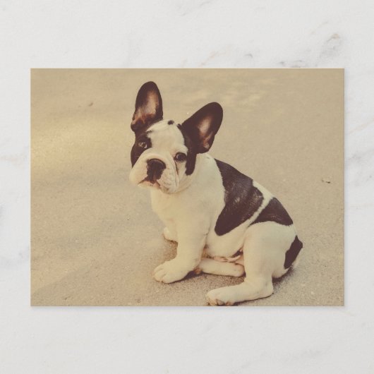 Hund Postkarte (Vorderseite)