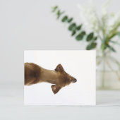 hund postkarte (Stehend Vorderseite)