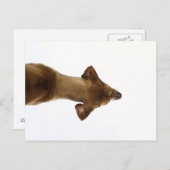 hund postkarte (Vorne/Hinten)