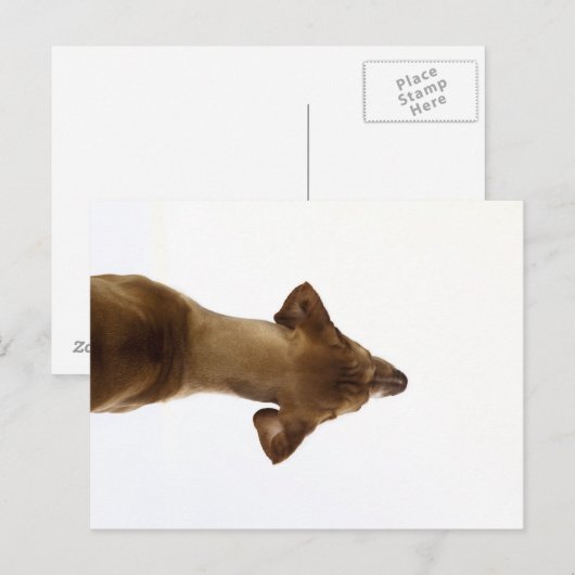 hund postkarte (Vorne/Hinten)