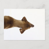 hund postkarte (Vorderseite)