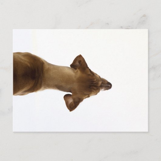 hund postkarte (Vorderseite)